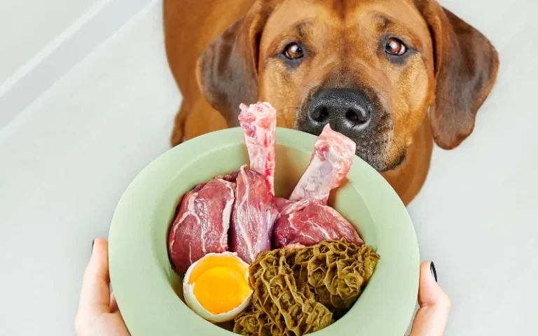 7 Common Mistakes to Avoid When Starting a Raw Diet for Dogs