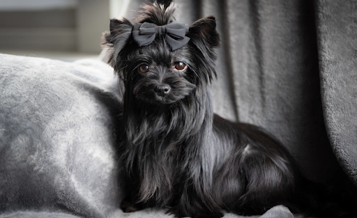 black yorkshire terrier